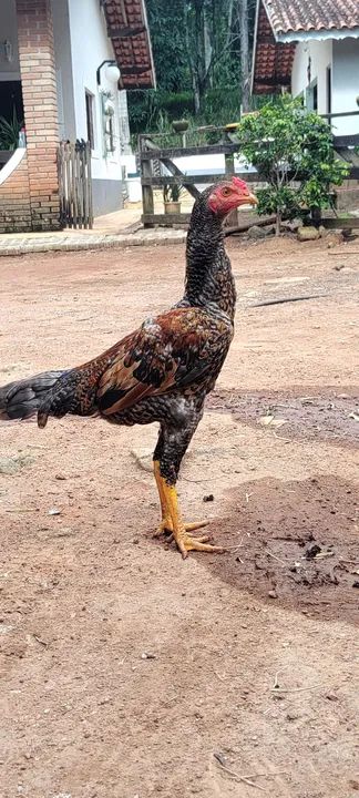 Galos e frangos região de Atibaia  - Foto 2