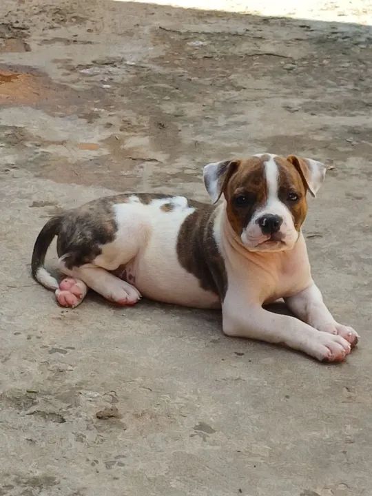 Year selling exclusive Old Lilac Merle