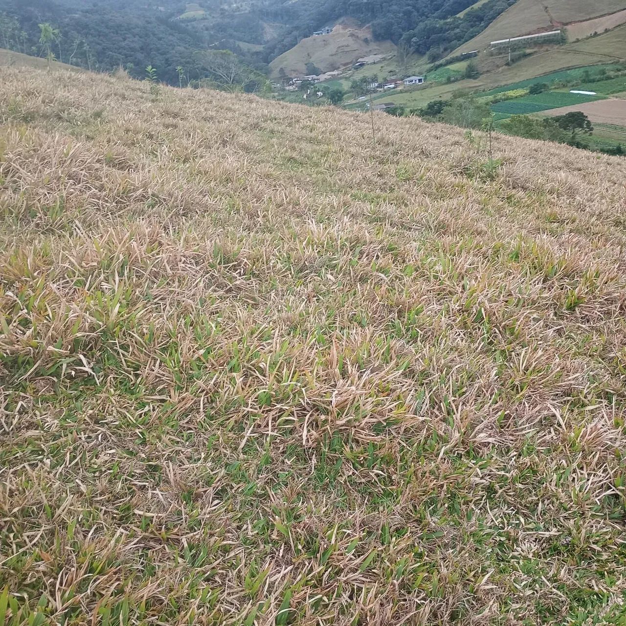 Tereno em Águas Mornas Rio Miguel  - Foto 4
