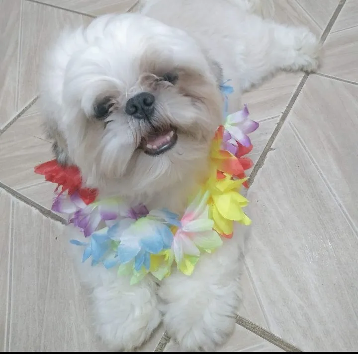 Procura se shitzu