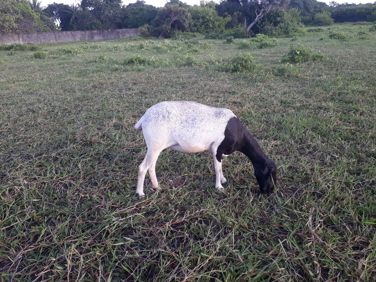 Vendo ovelha