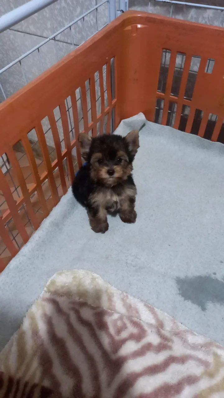 Yorkshire Terrier filhote