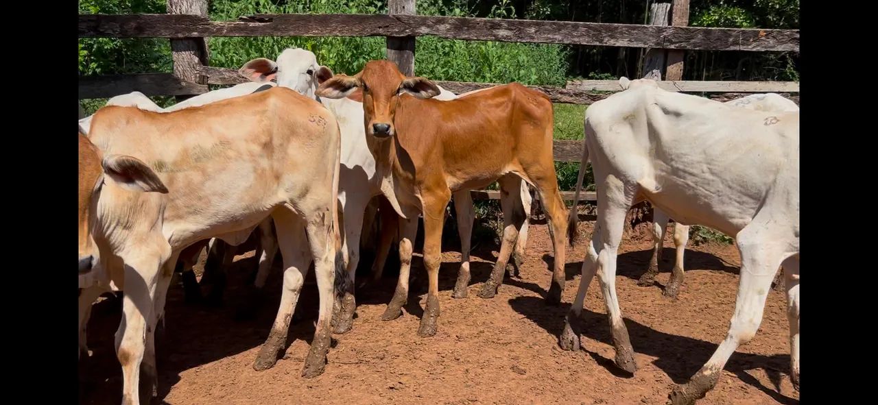 16 bezerras  - Foto 6