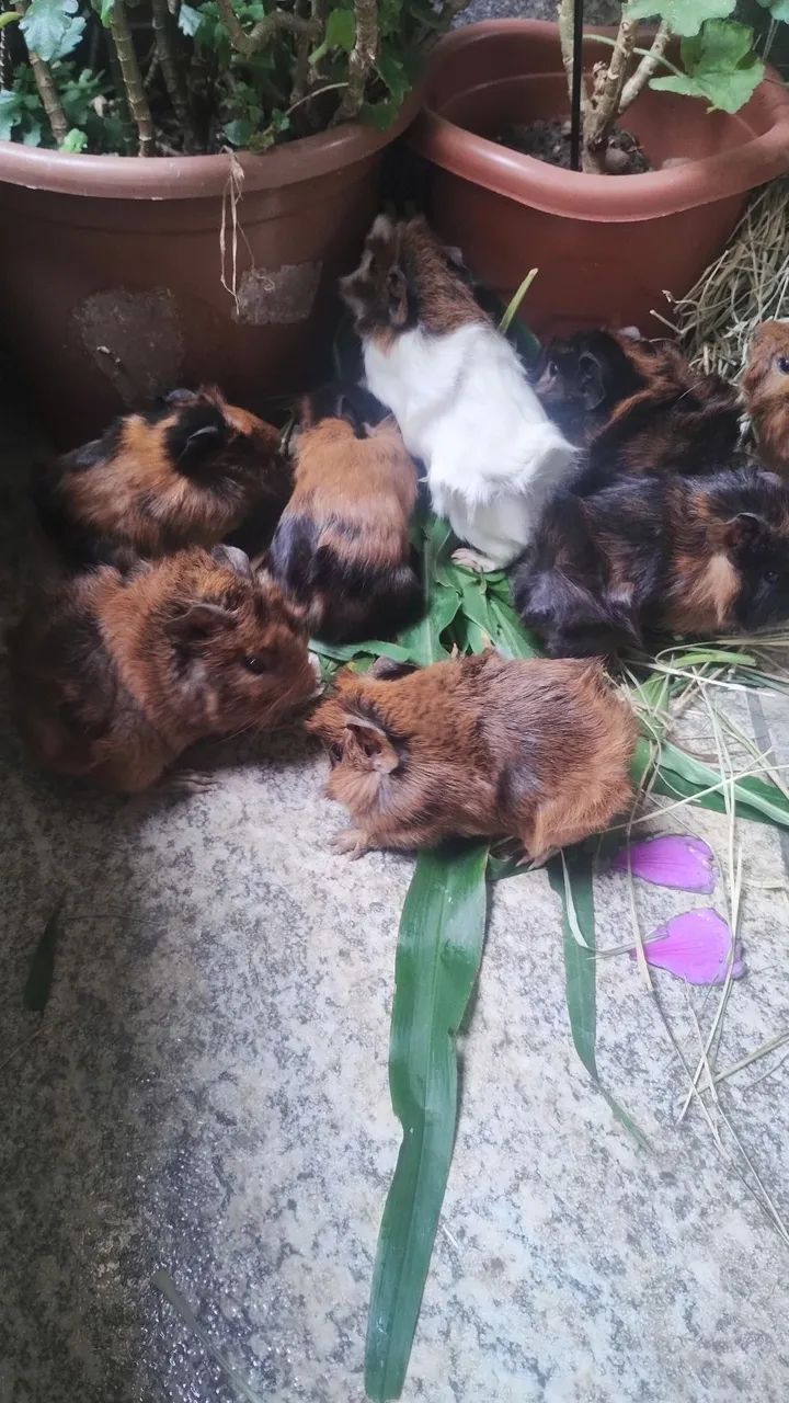 Vendo porquinhos da índia  - Foto 5