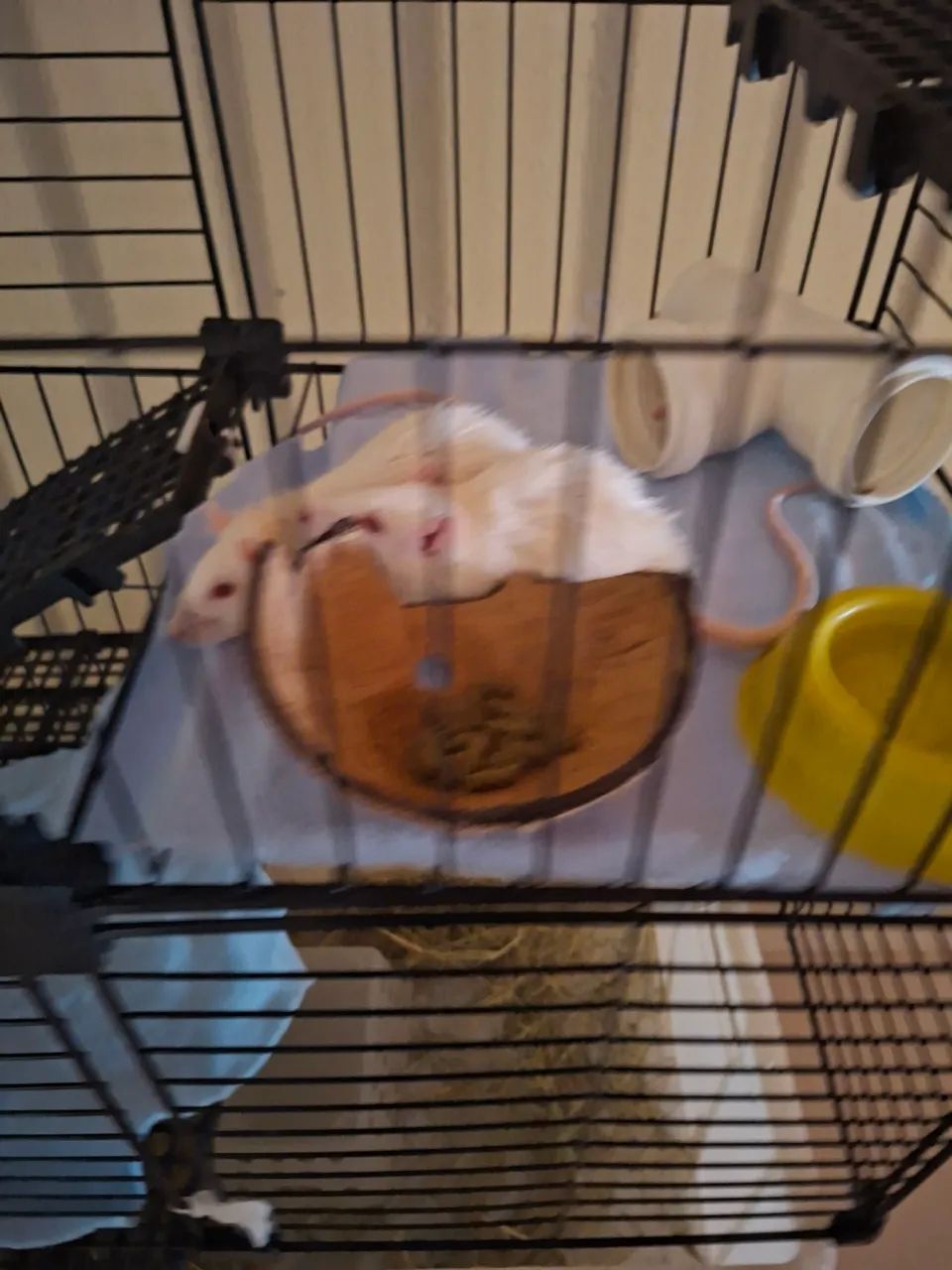 Rato Twister doação 