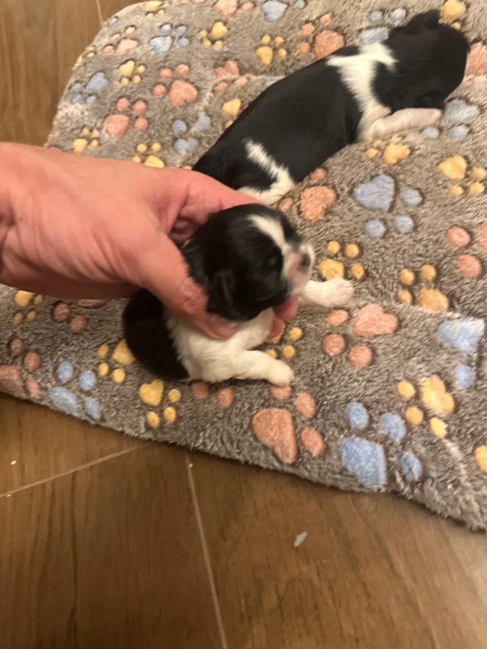 Filhote de shih tzu - Foto 3