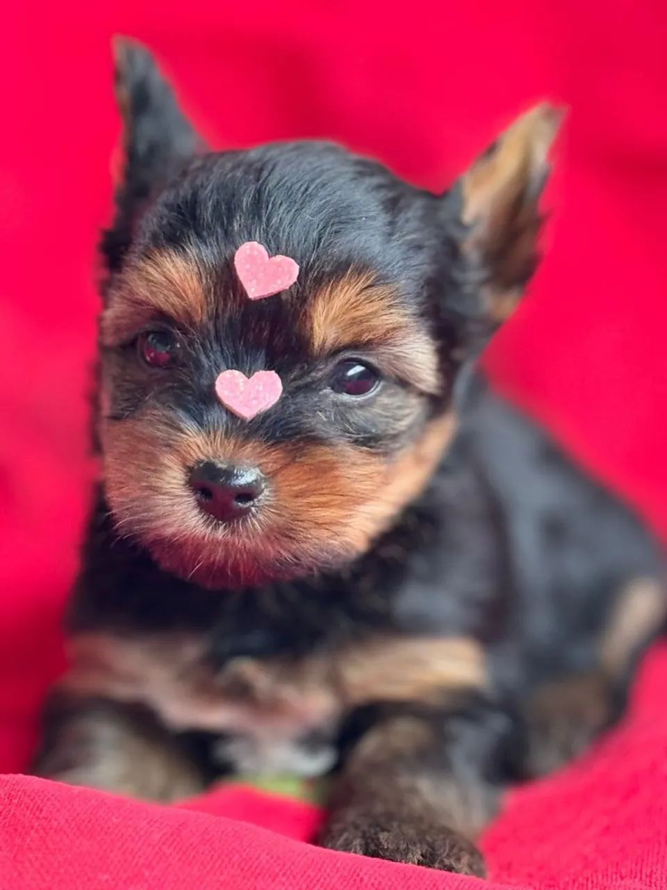 Menininha de Yorkshire Terrier ideal para você 
