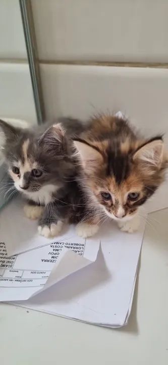 Vendo Lindos Filhotes de Maine Coon