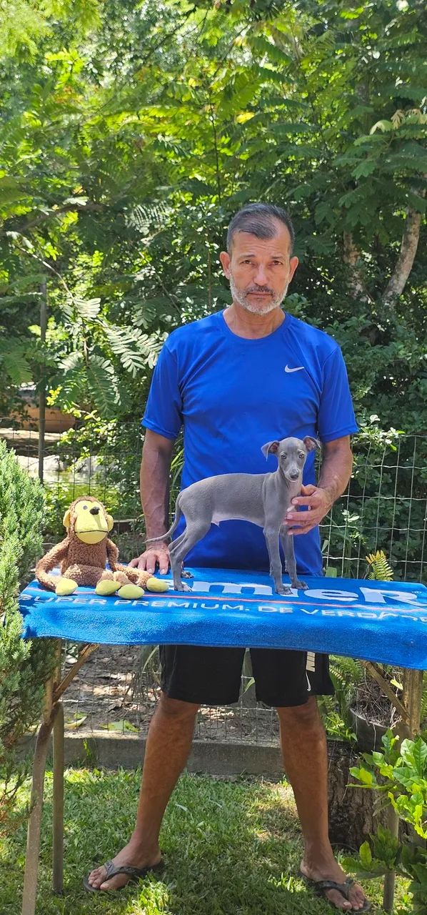 Galguinho Macho Cinza- Super top - Foto 3