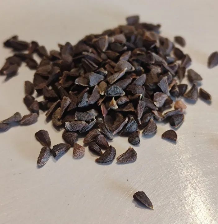 350 Sementes de Arruda "Harmal4" - Foto 3