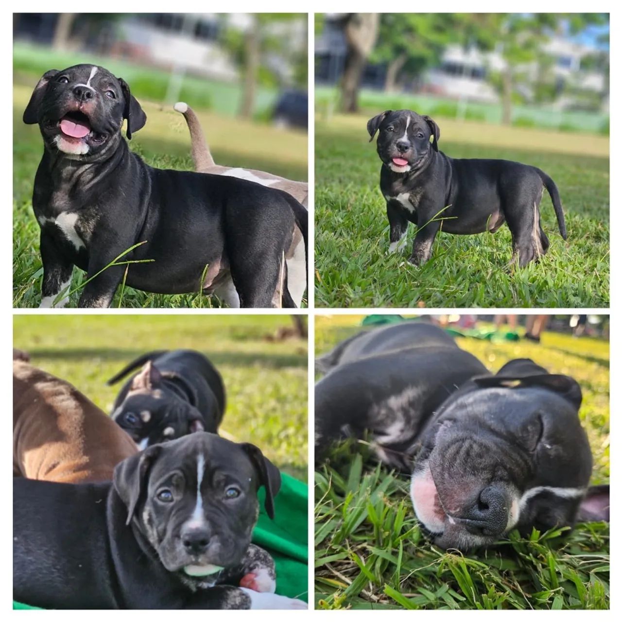 American Bully Pocket  - Foto 3