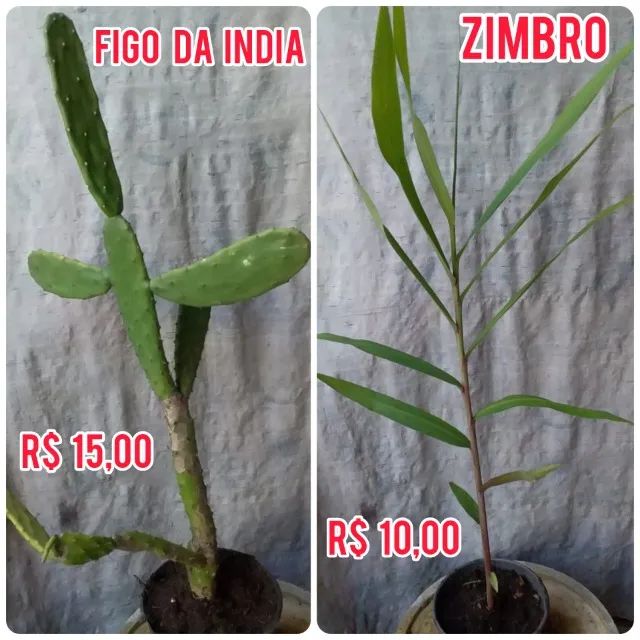 plantas e folhagens - Foto 4