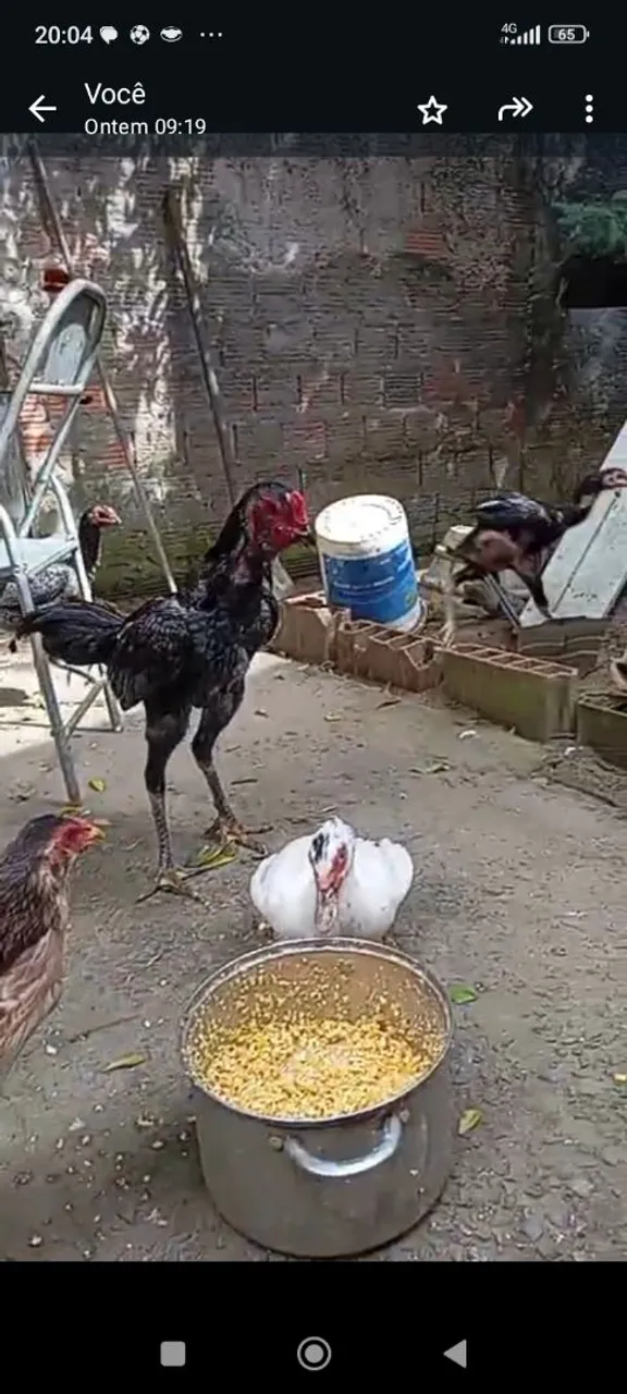 Frango de raça ganoi