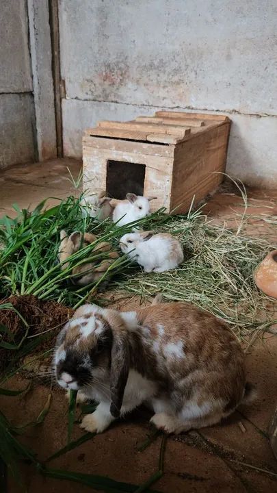 Coelhos mini lop Uruguaio ( os coelhos com orelhas caidas )  - Foto 5