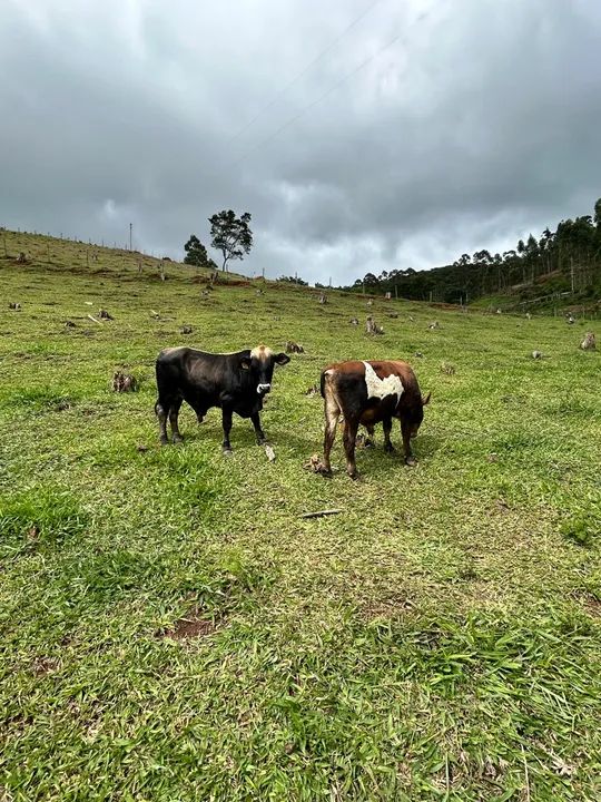 Mini Touro, mini boi  - Foto 2