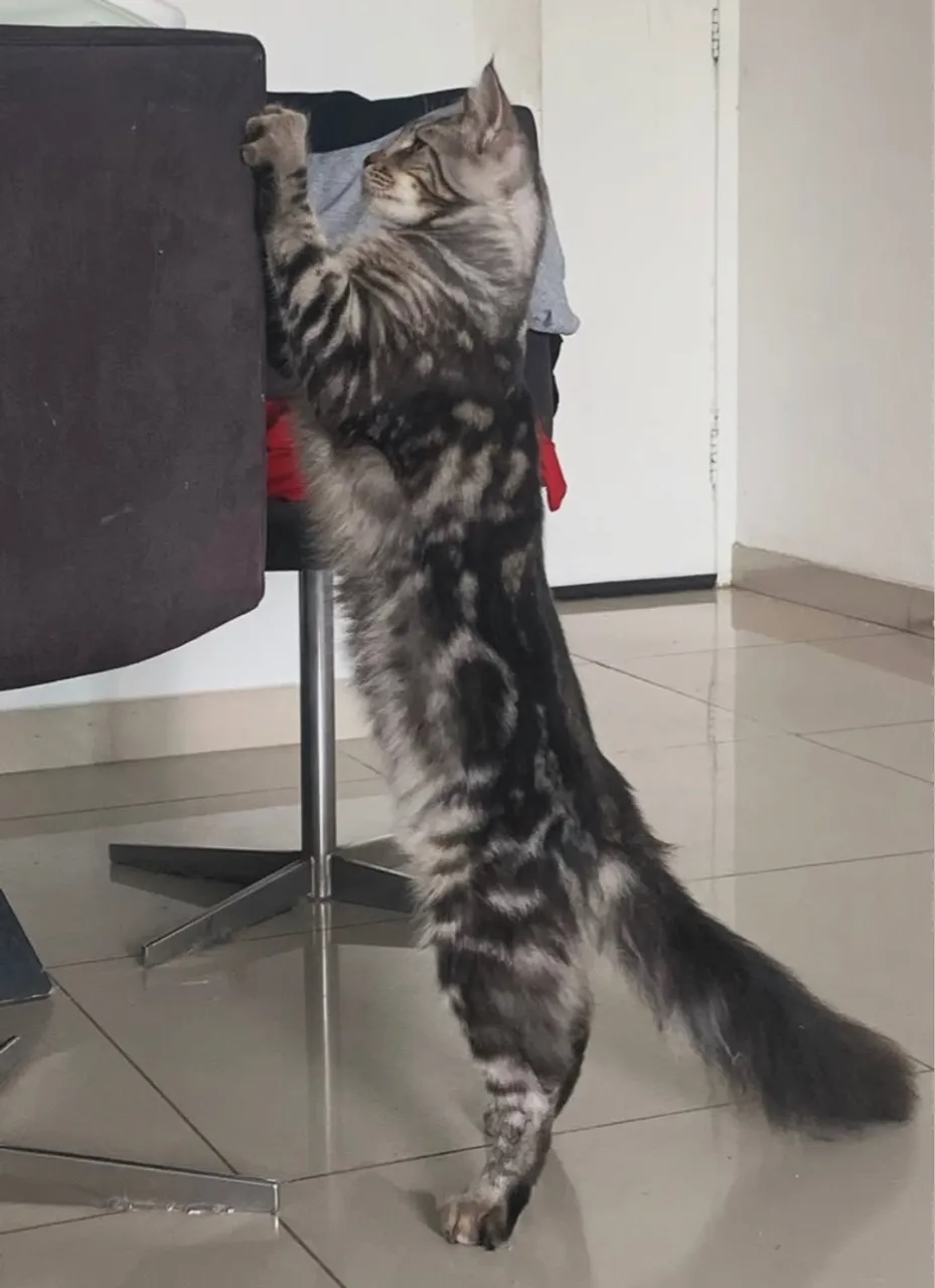 Filhote de gatos da raça Maine Coon