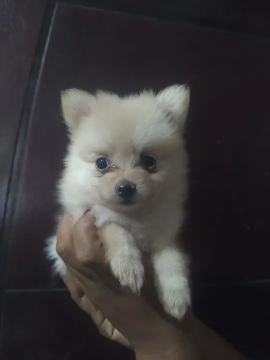 Filhotes de Spitz Alemão (Lulu da Pomerânia) a partir de 1500 reais