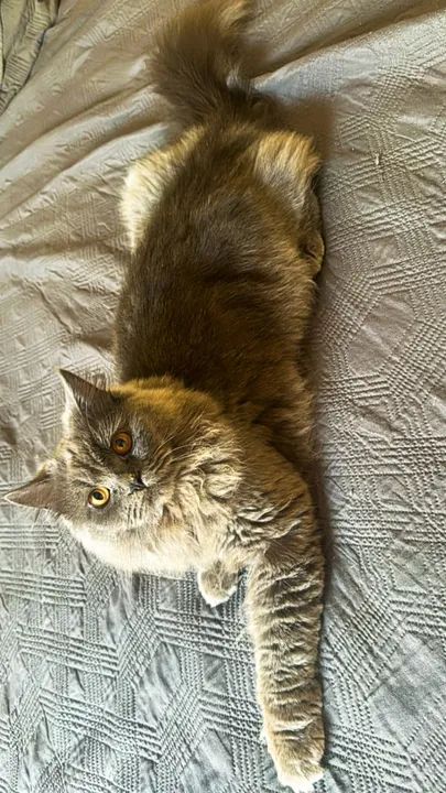 Gato Persa macho à procura de namorada  - Foto 3