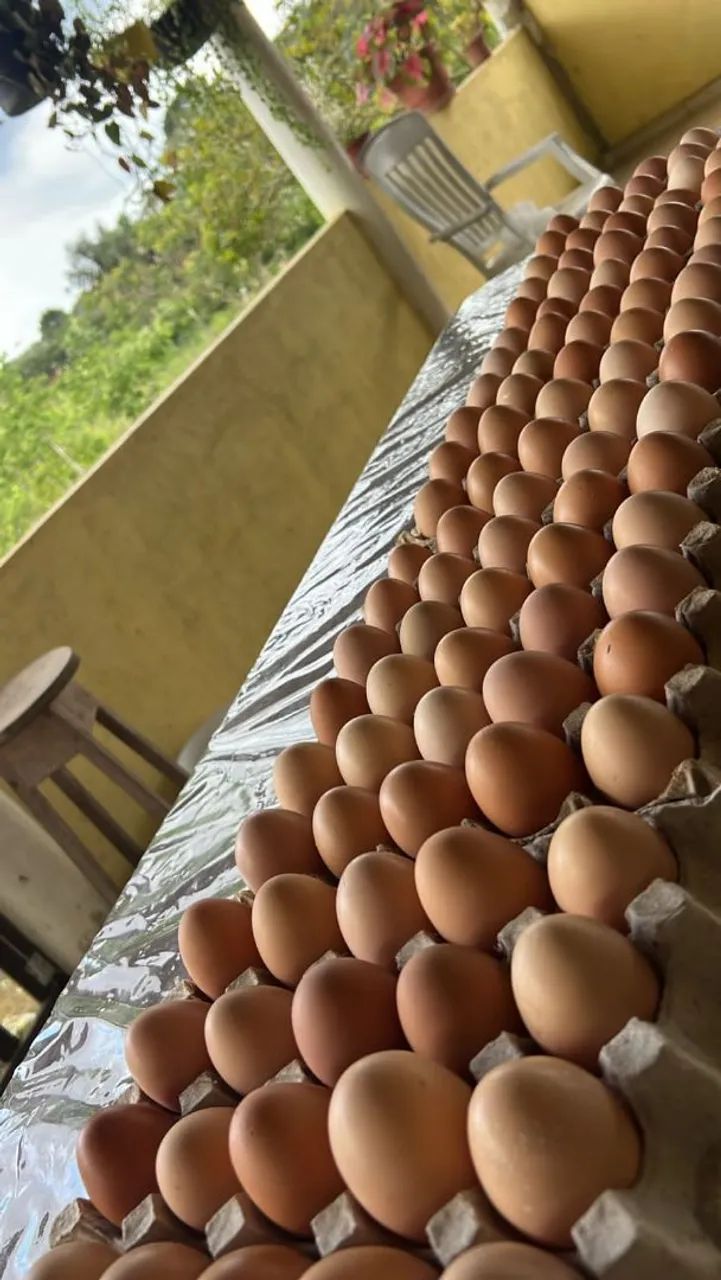 Ovos Caipira - Cartela com 30 unidades - Foto 3