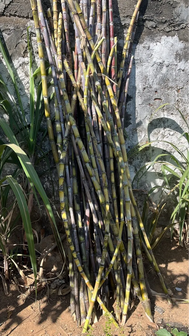 Cana-de-açúcar fresca