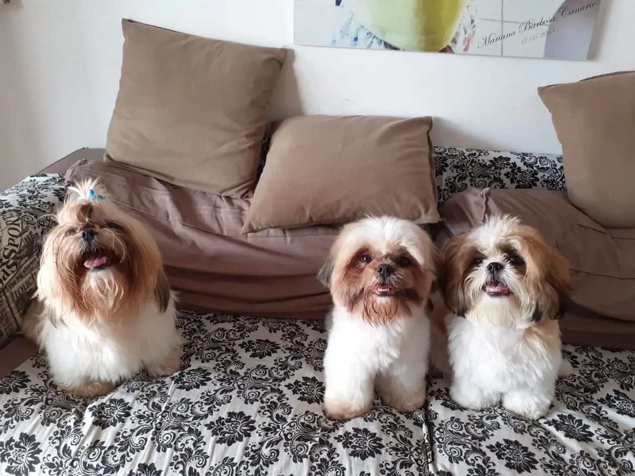 Filhote Shih Tzu