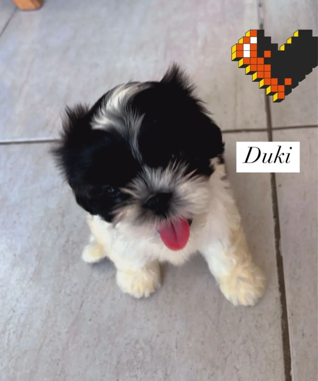 Shih Tzu filhote