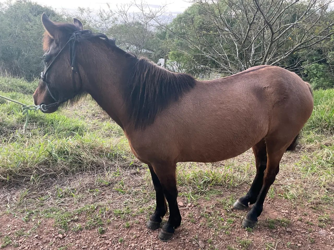 Vendo Pitiça com 7 anos, mansa de tudo e livre de lesão  - Foto 2