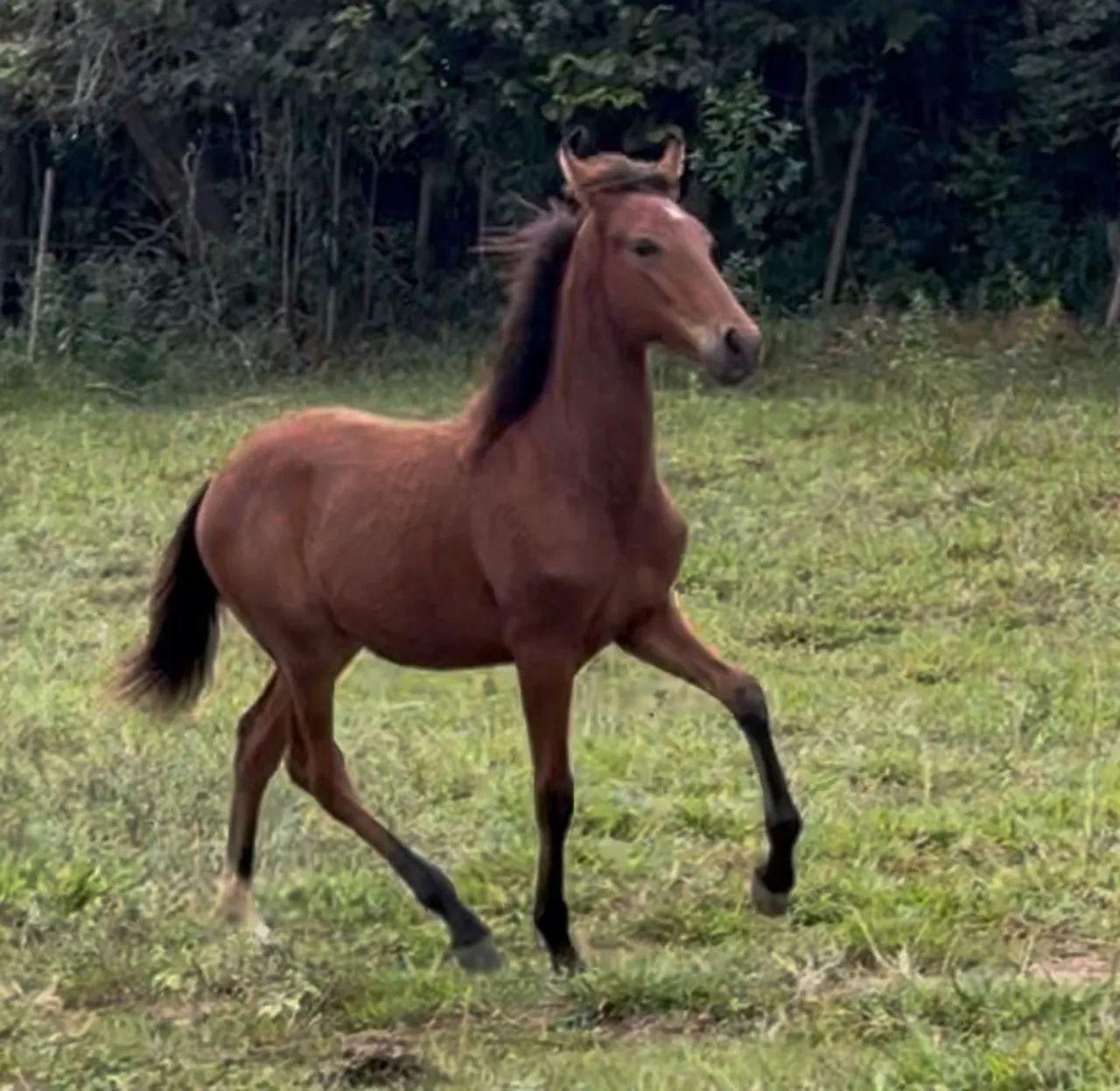 Potro Registrado filho do Orgulho do Cantagallo - Foto 4