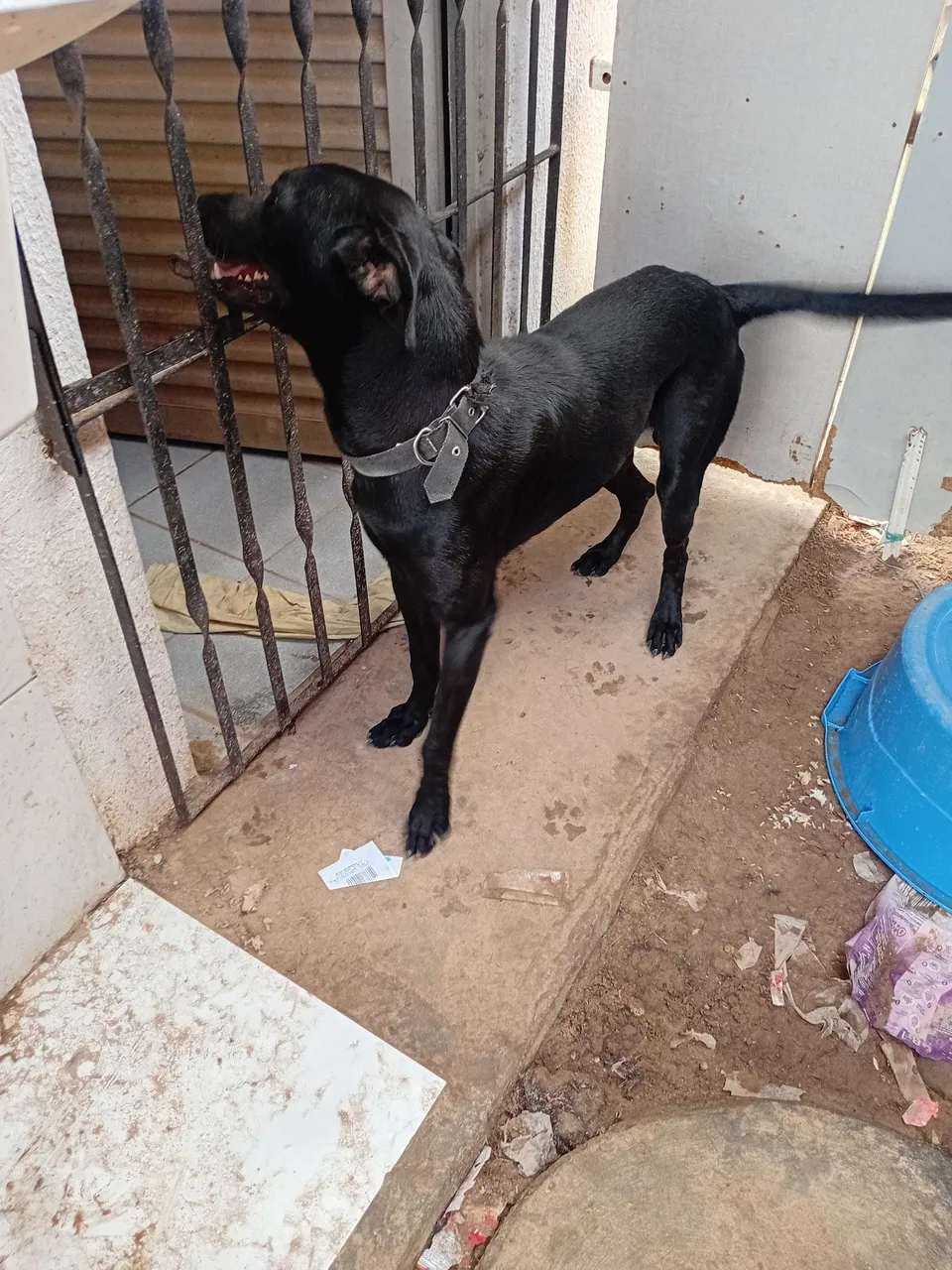 Cachorro labrador preto para adoção