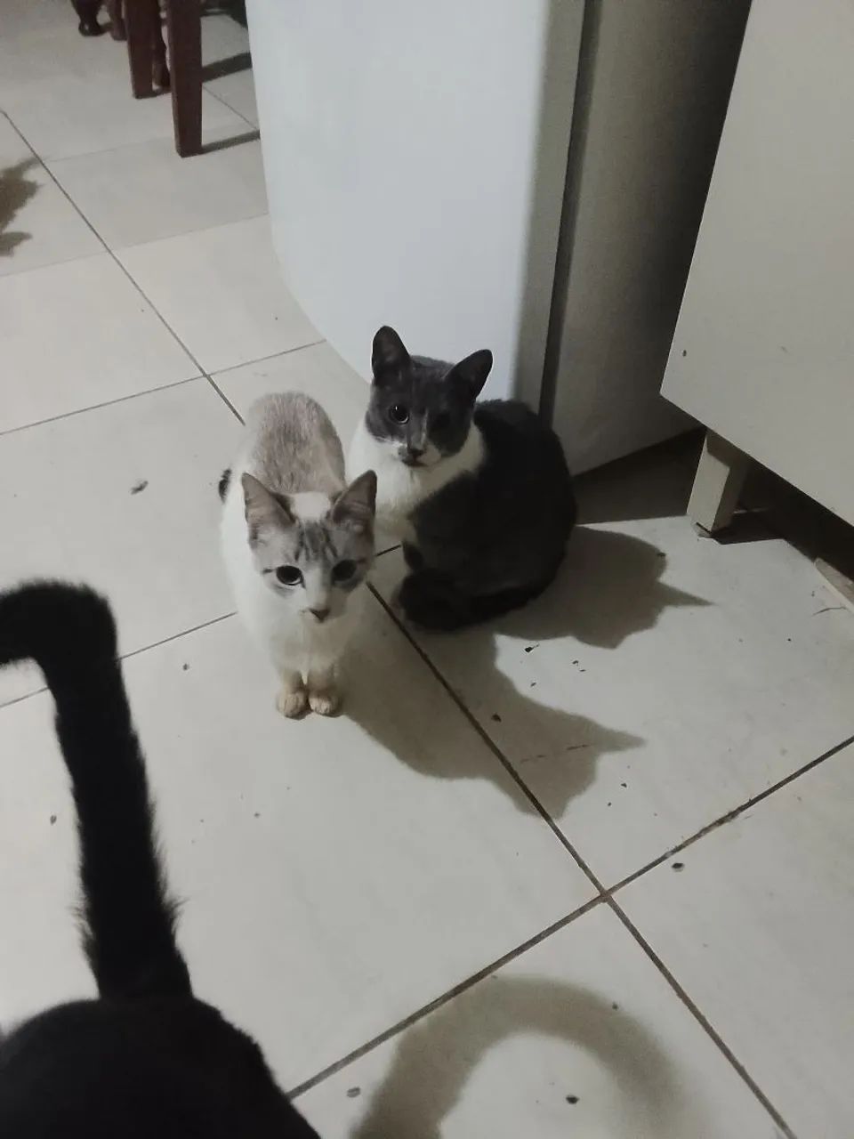 Gatos para adoção 