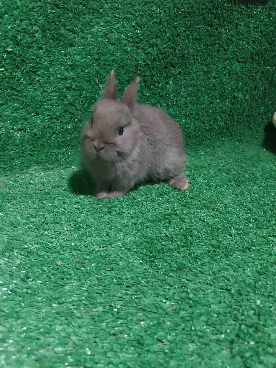 Coelho Mini netherlan  - Foto 6