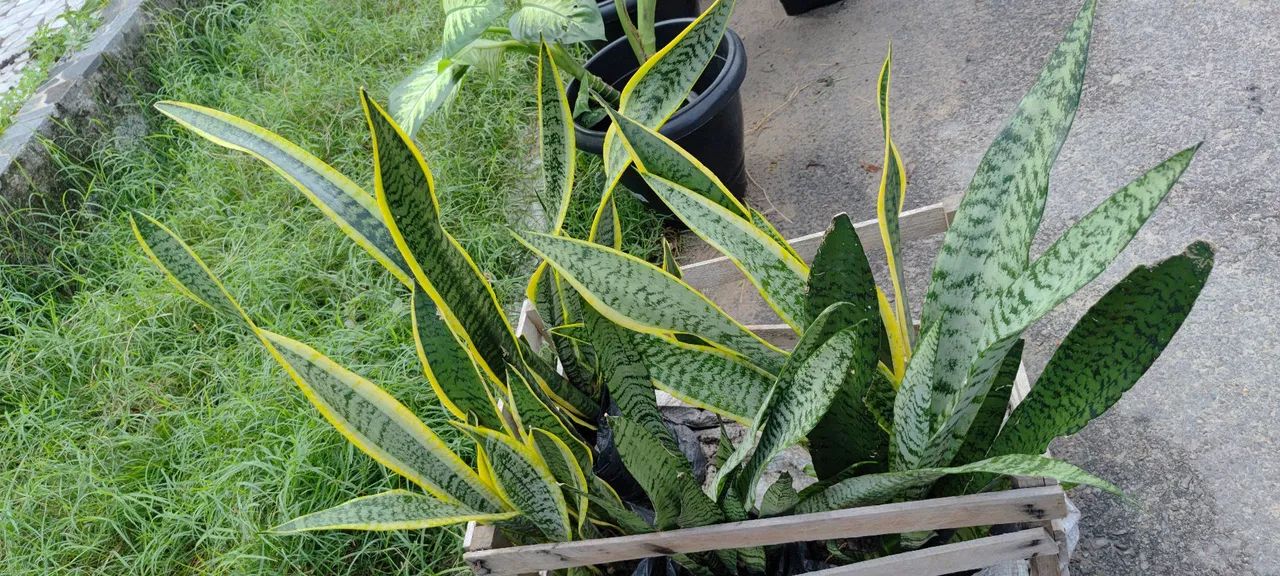 Plantas - Foto 4