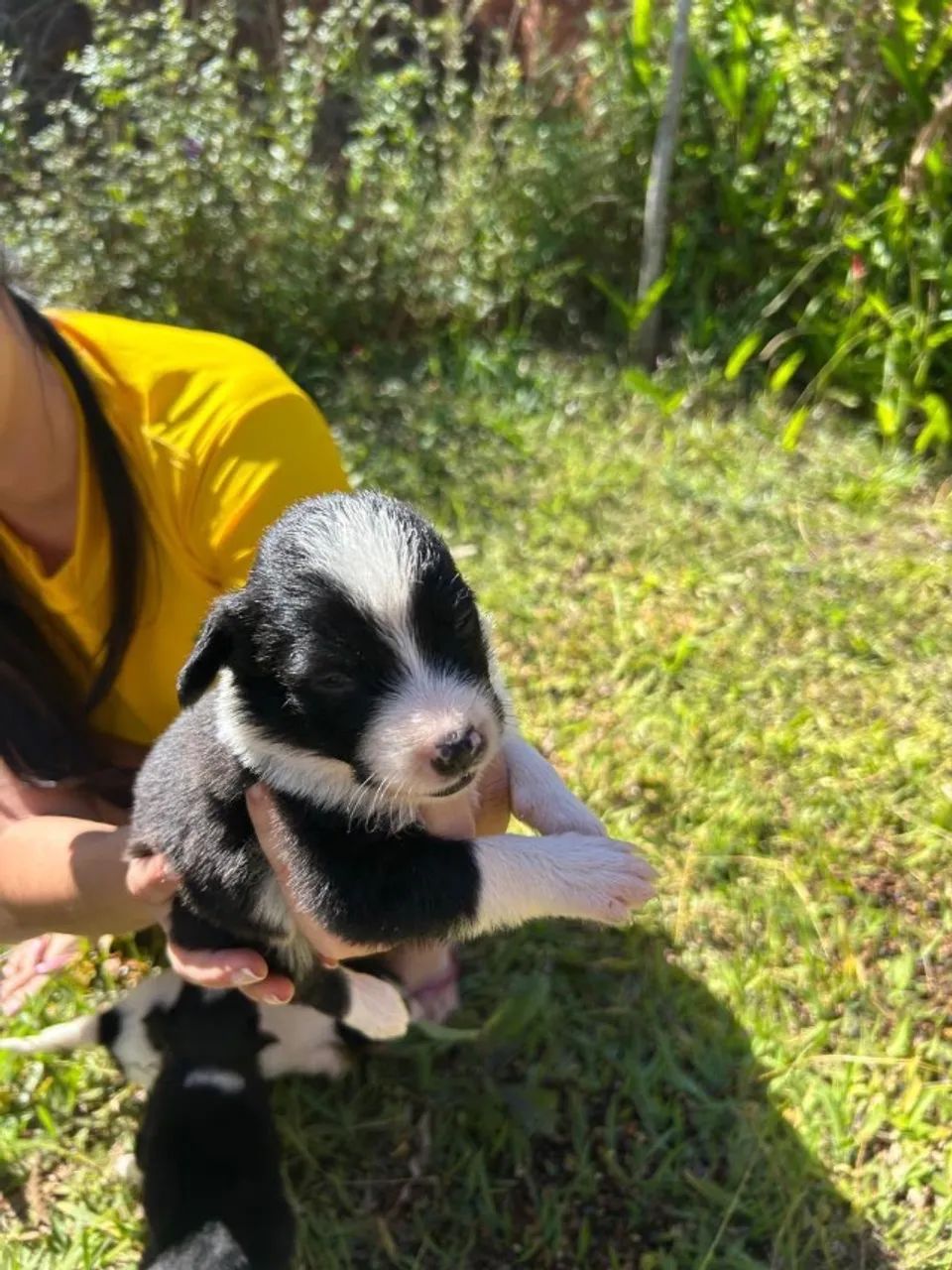 Vende-se filhotes de Border Collie - Foto 3