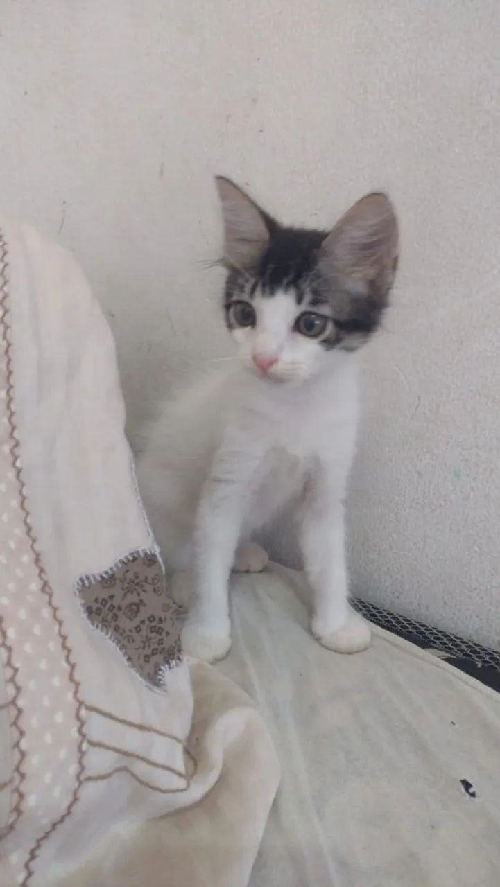 Gato pra adoção (macho)