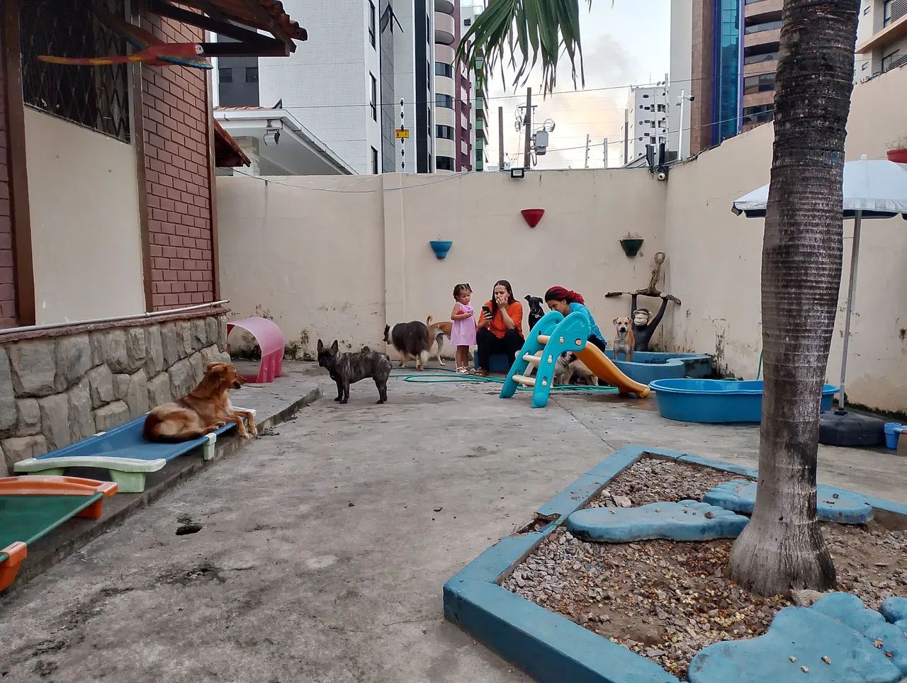 Adestramento e passeio