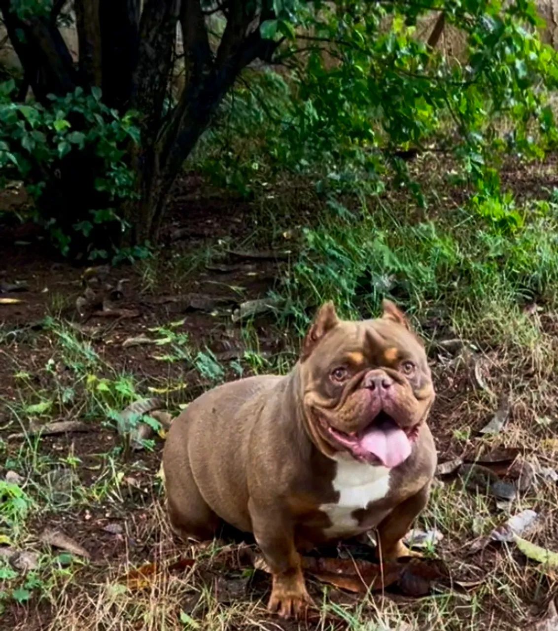American Bully - Foto 2