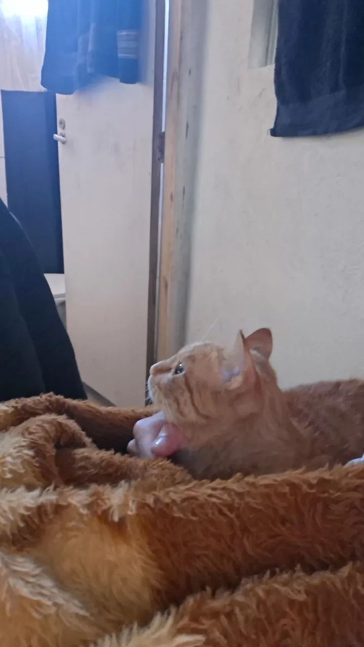 Gato para doação  - Foto 4