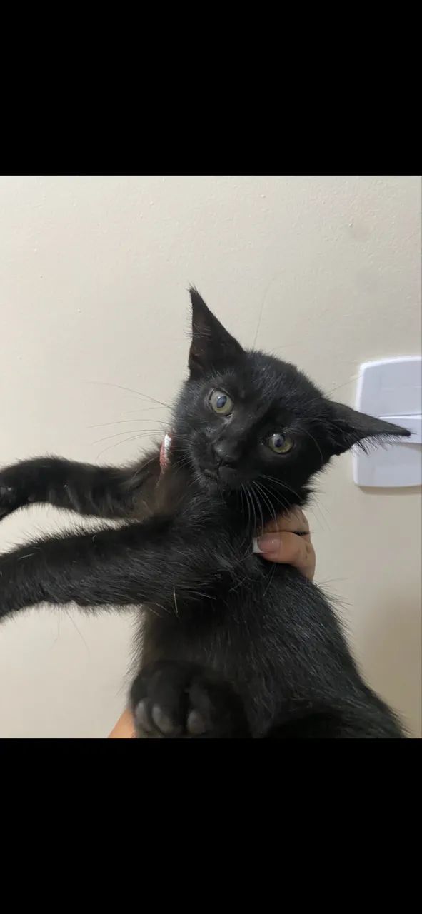 Gatinhos para adoção  - Foto 2