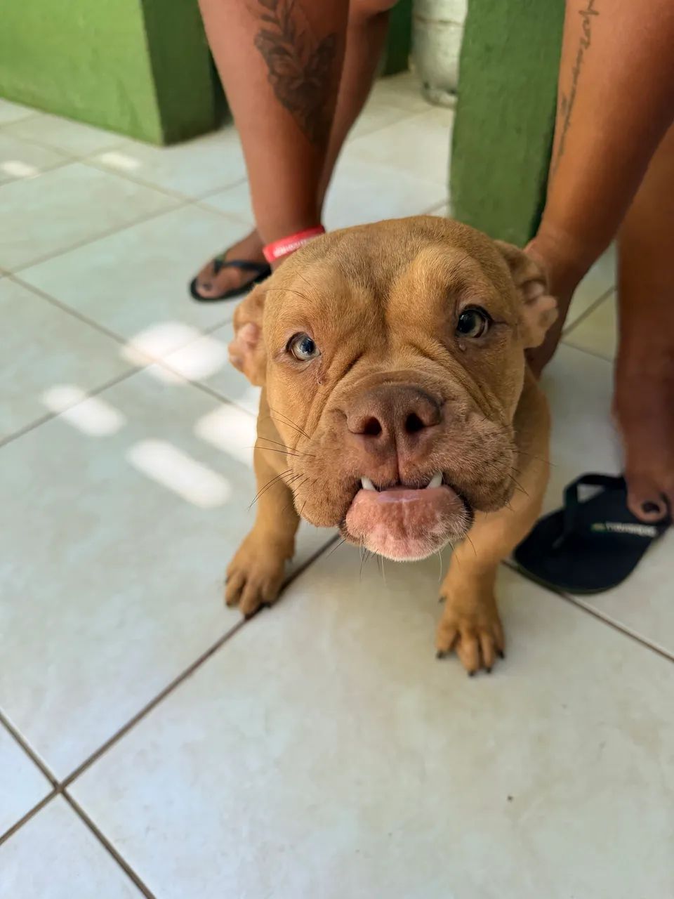 Filhotes de American Bully 