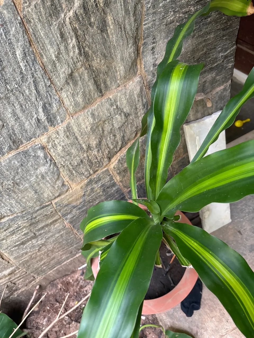Dracena - Foto 2