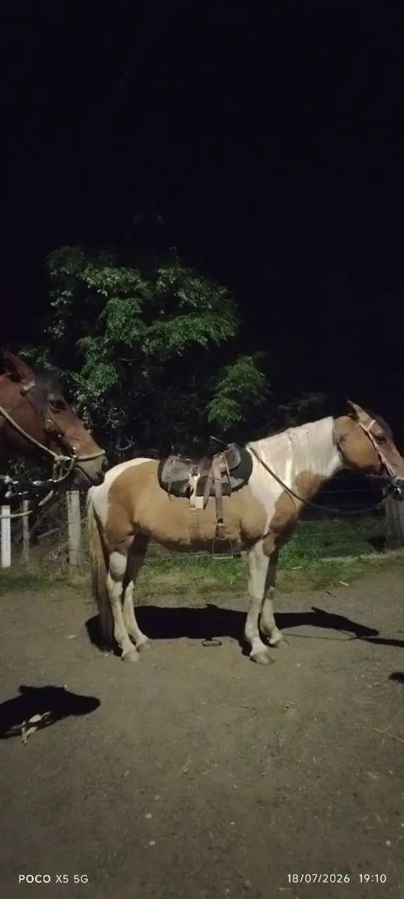 Vendo égua pampa marchadeira muito mansa porém ligeira de cela cerca de 10 a 11 anos  - Foto 2