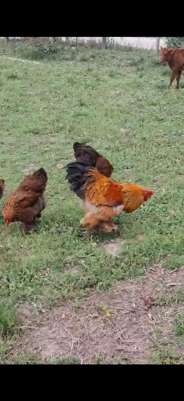 Ovos férteis de Brahma  - Foto 3