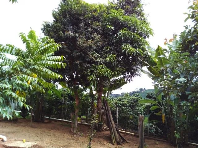 Chácara 1.330 m2 - Foto 7