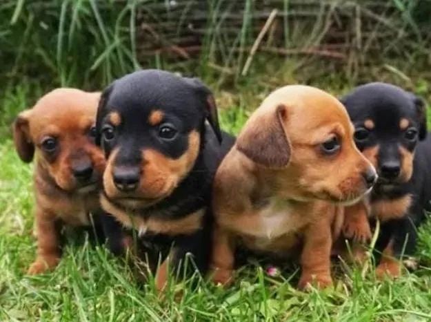 Basset Mini Filhotes Dachshund 