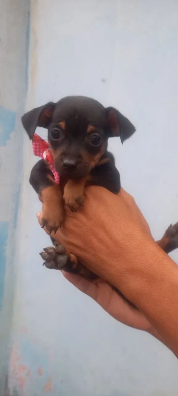 Cachorro pischer filhotes - Foto 2