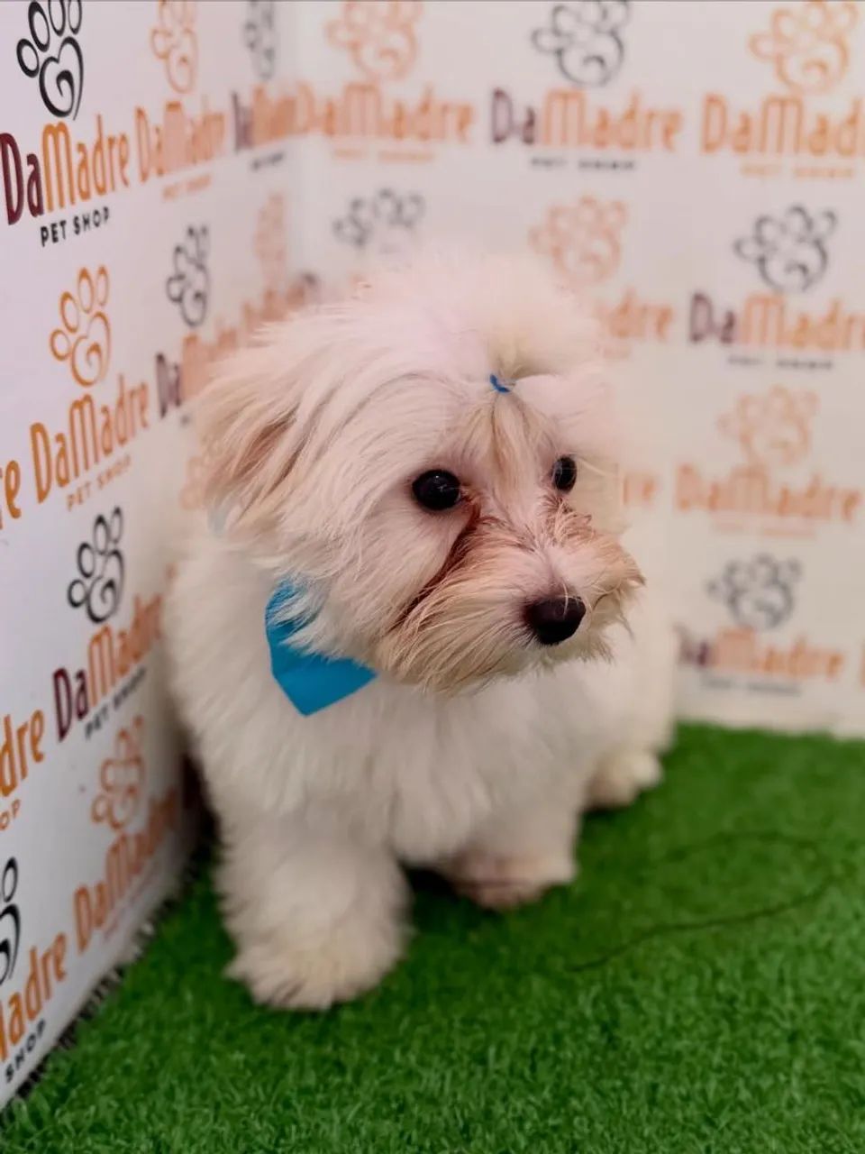 Maltês Macho - Foto 2