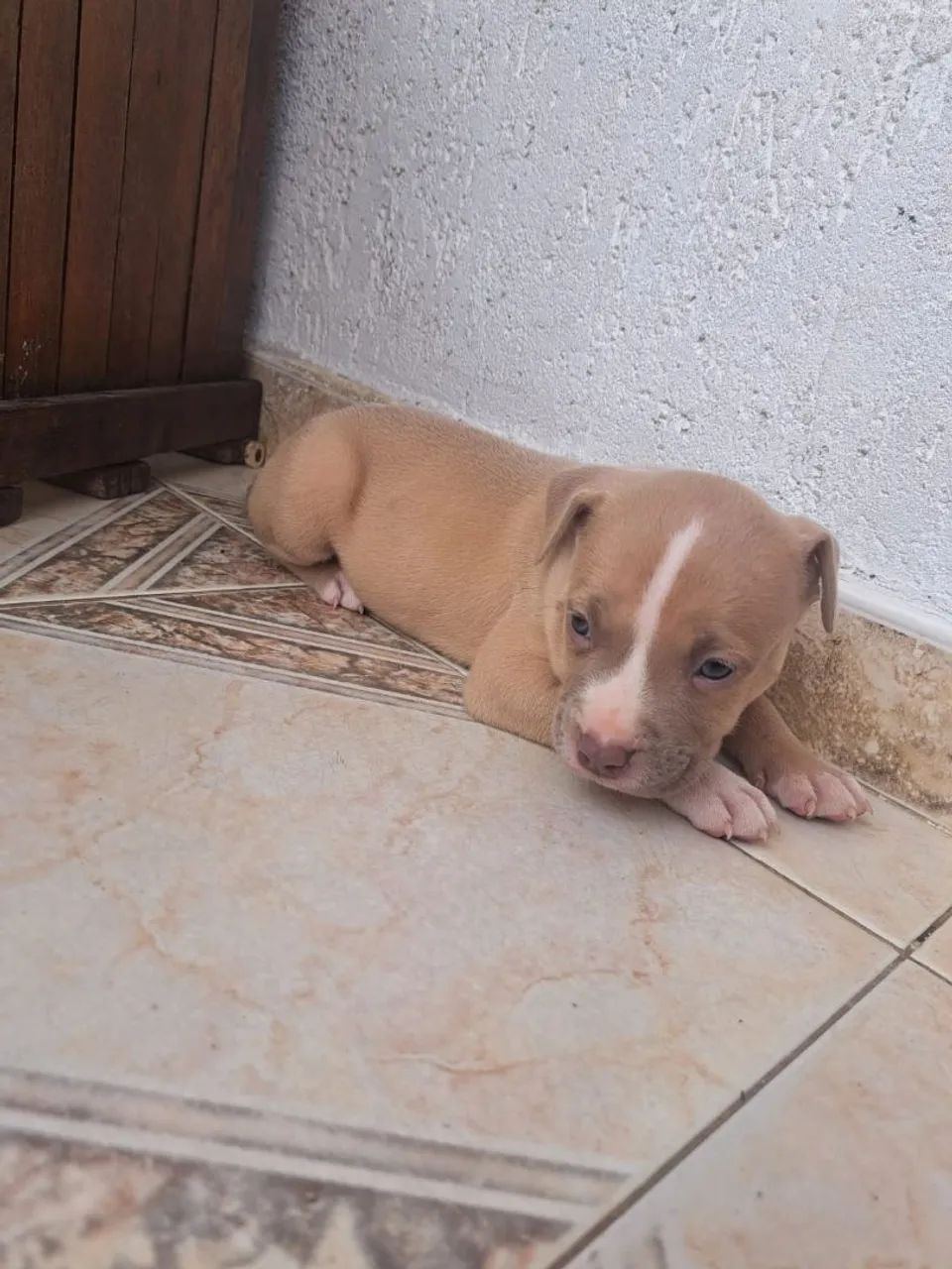 Cachorro - Foto 4