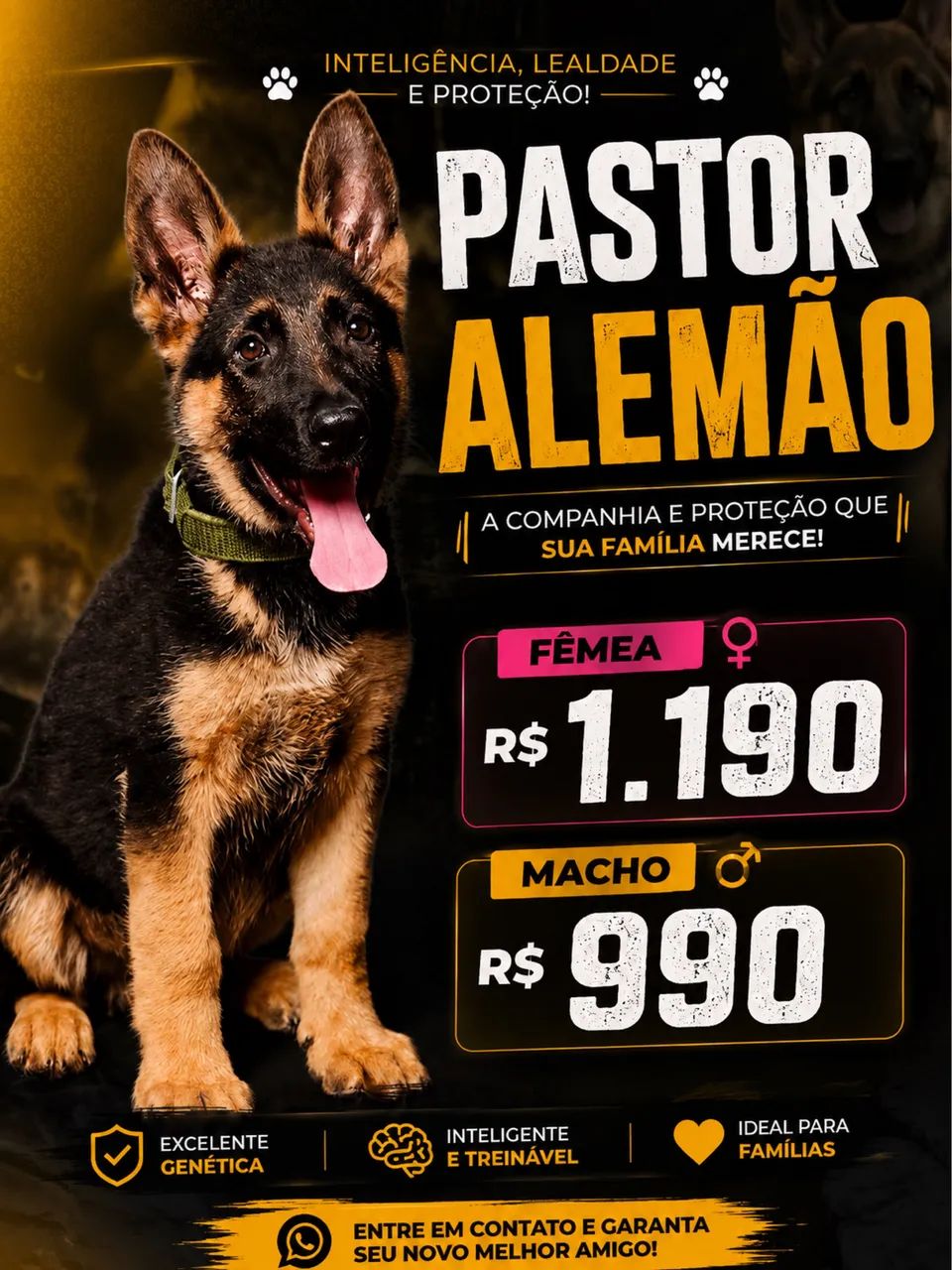 Pastor alemão 