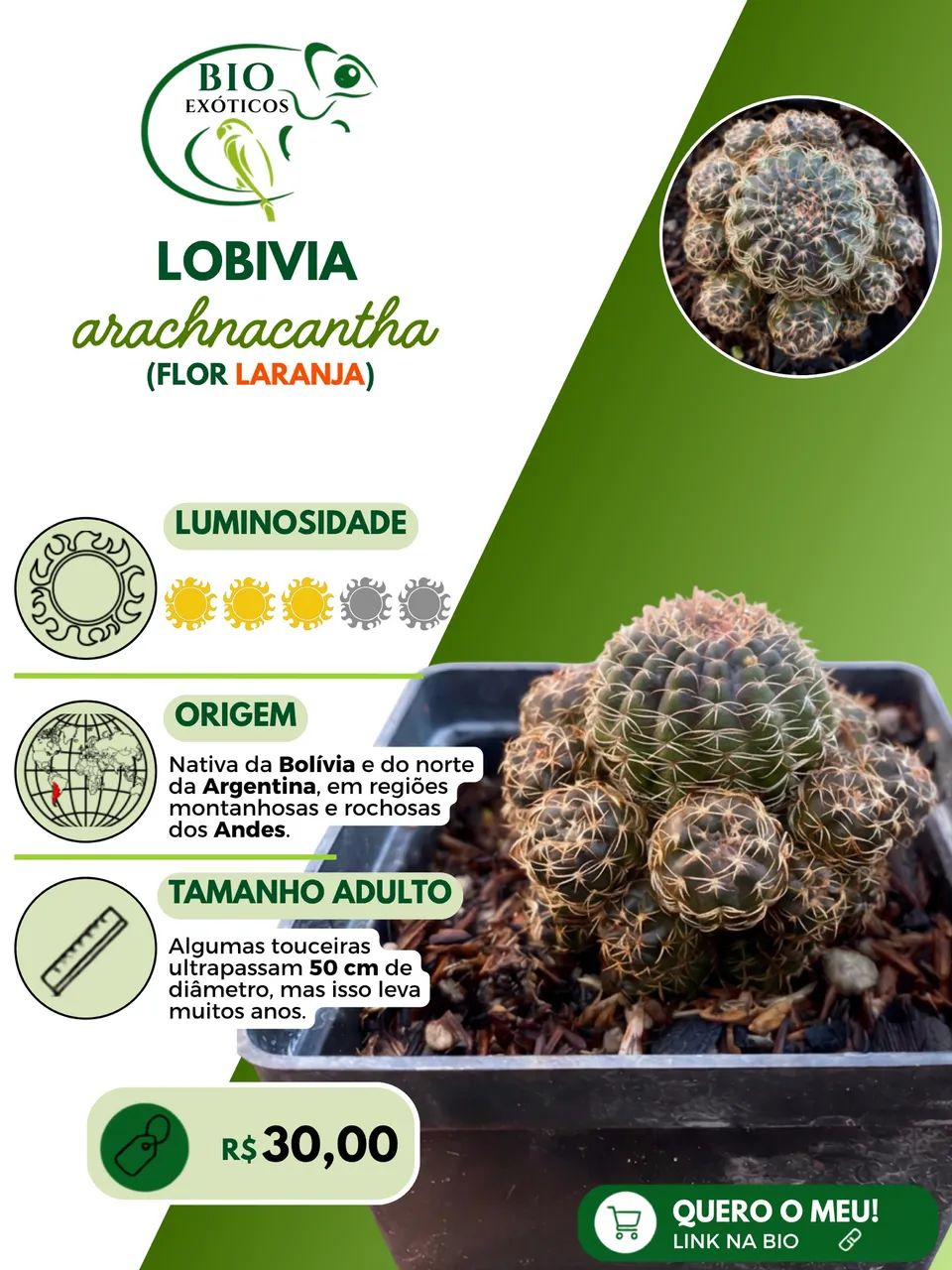 Cacto Lobovia de coleção 