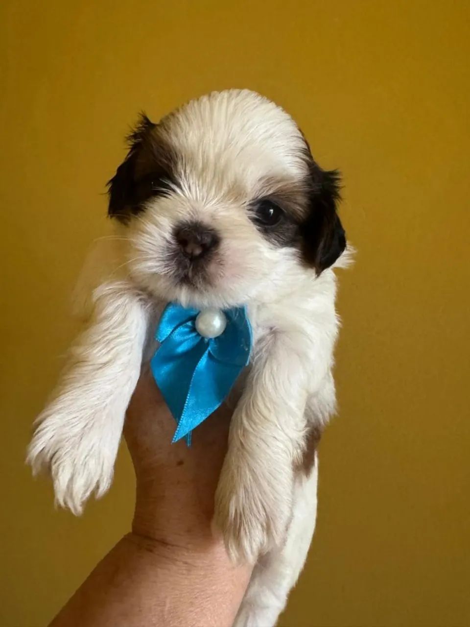 Shitzu macho a venda. Obs. Fêmeas para reserva! - Foto 3